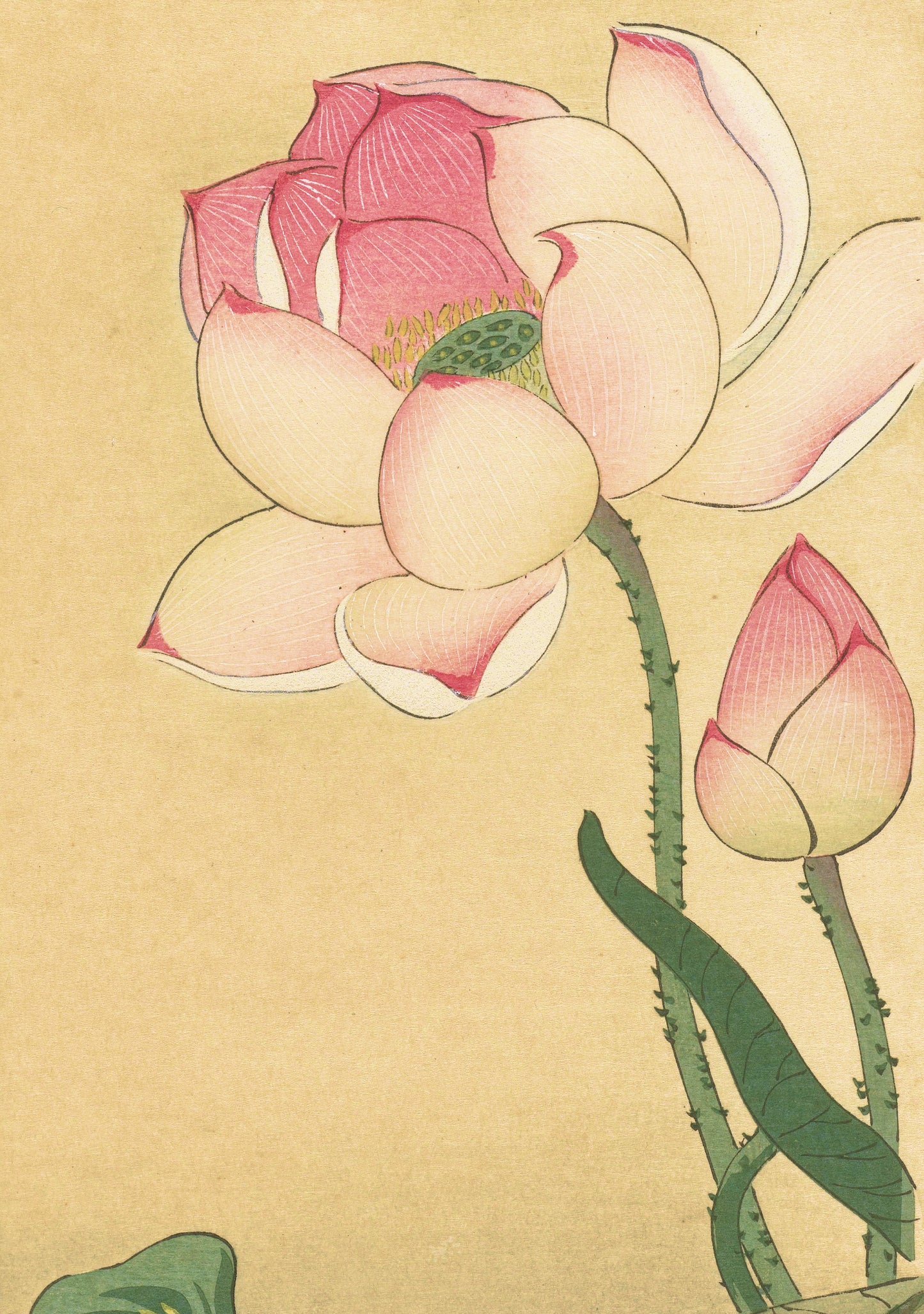 Framed Pink Lotus Floral – A Touch of Tranquility