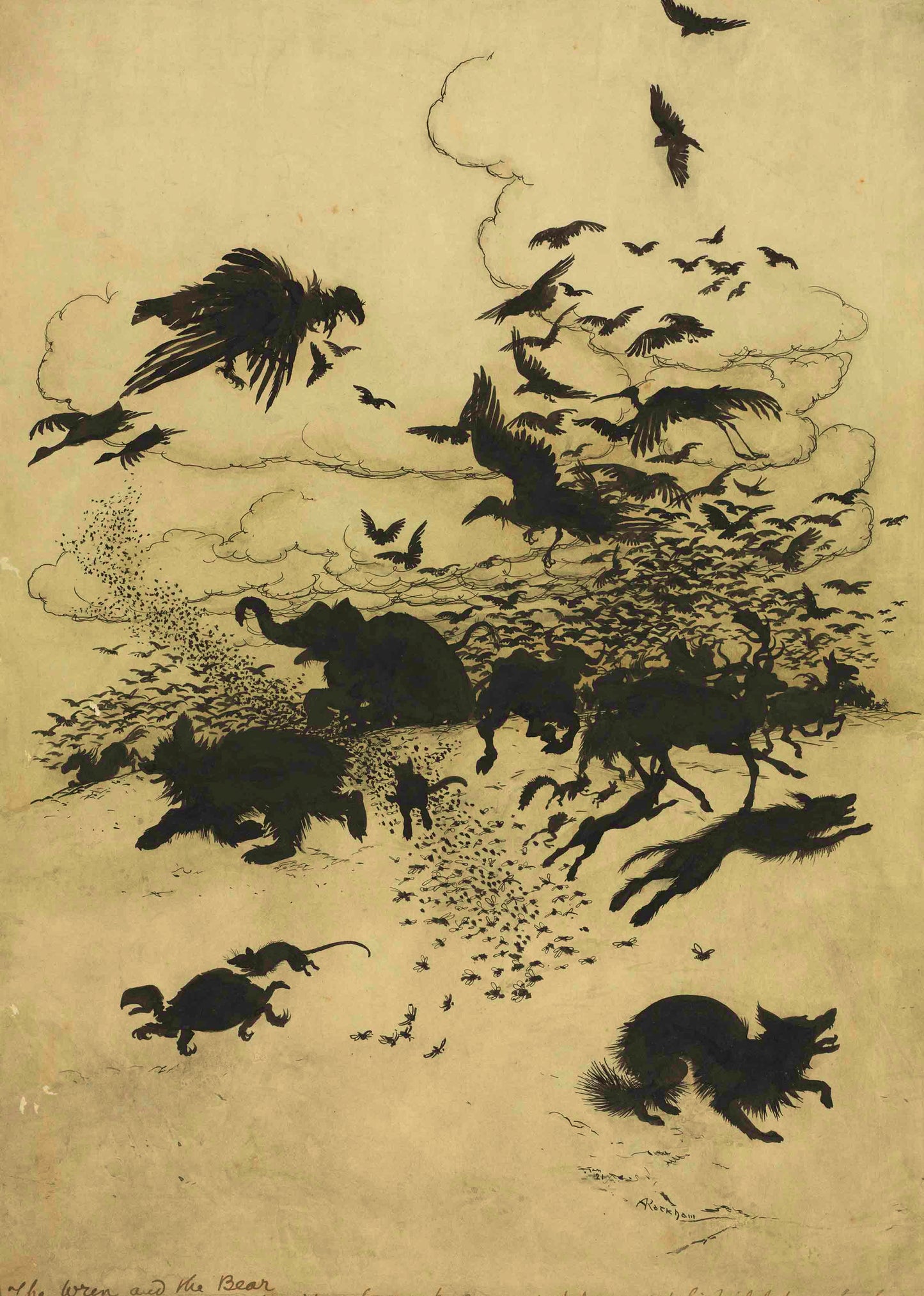 Ink Animal Study Vintage Wildlife Illustration