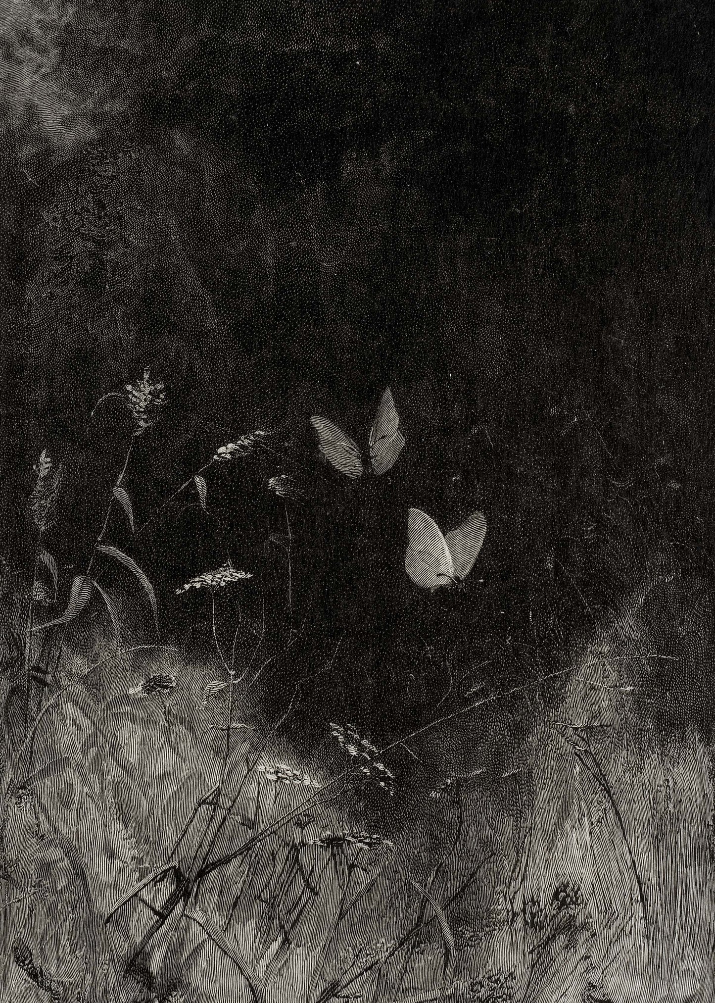 Vintage Butterfly in Long Grass Dark Botanical Print