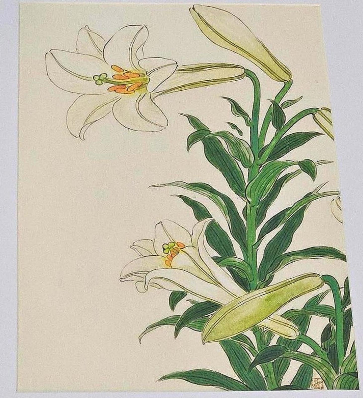 Ohara Koson Elegant White Lilies