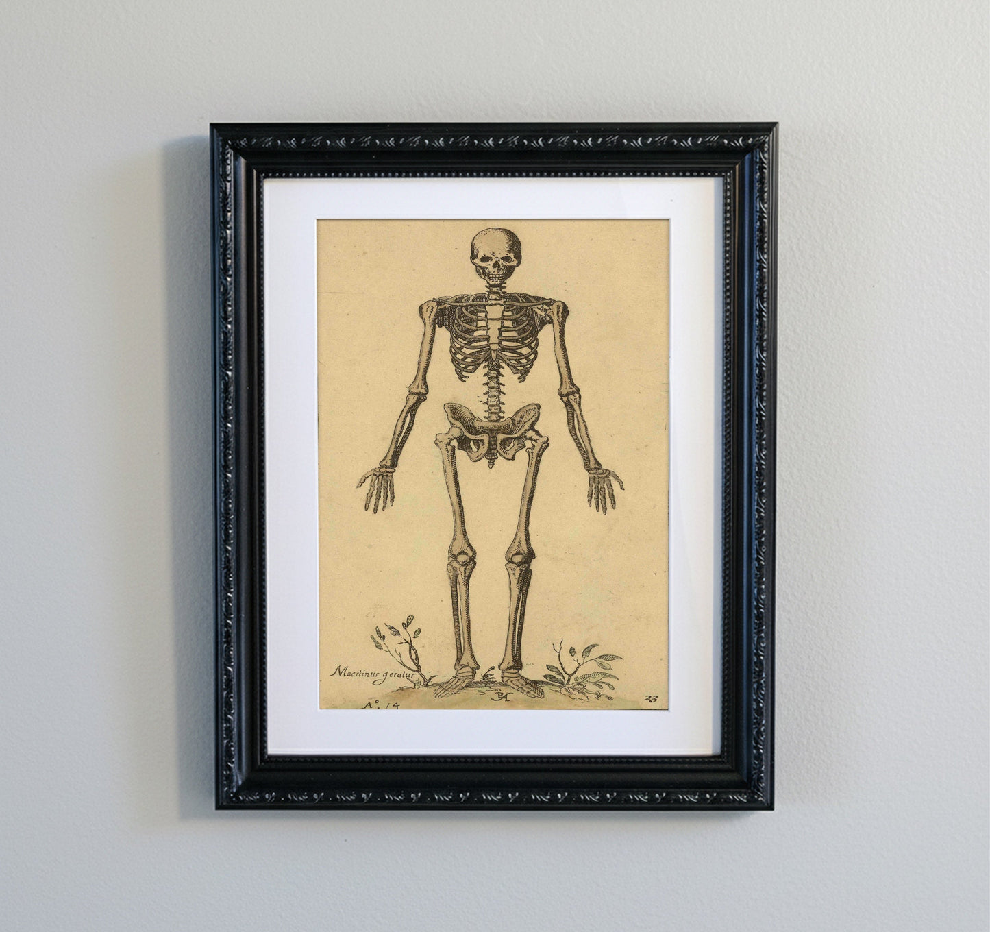 The Alchemist: Vintage Skeleton Study in Ornate Black Frame