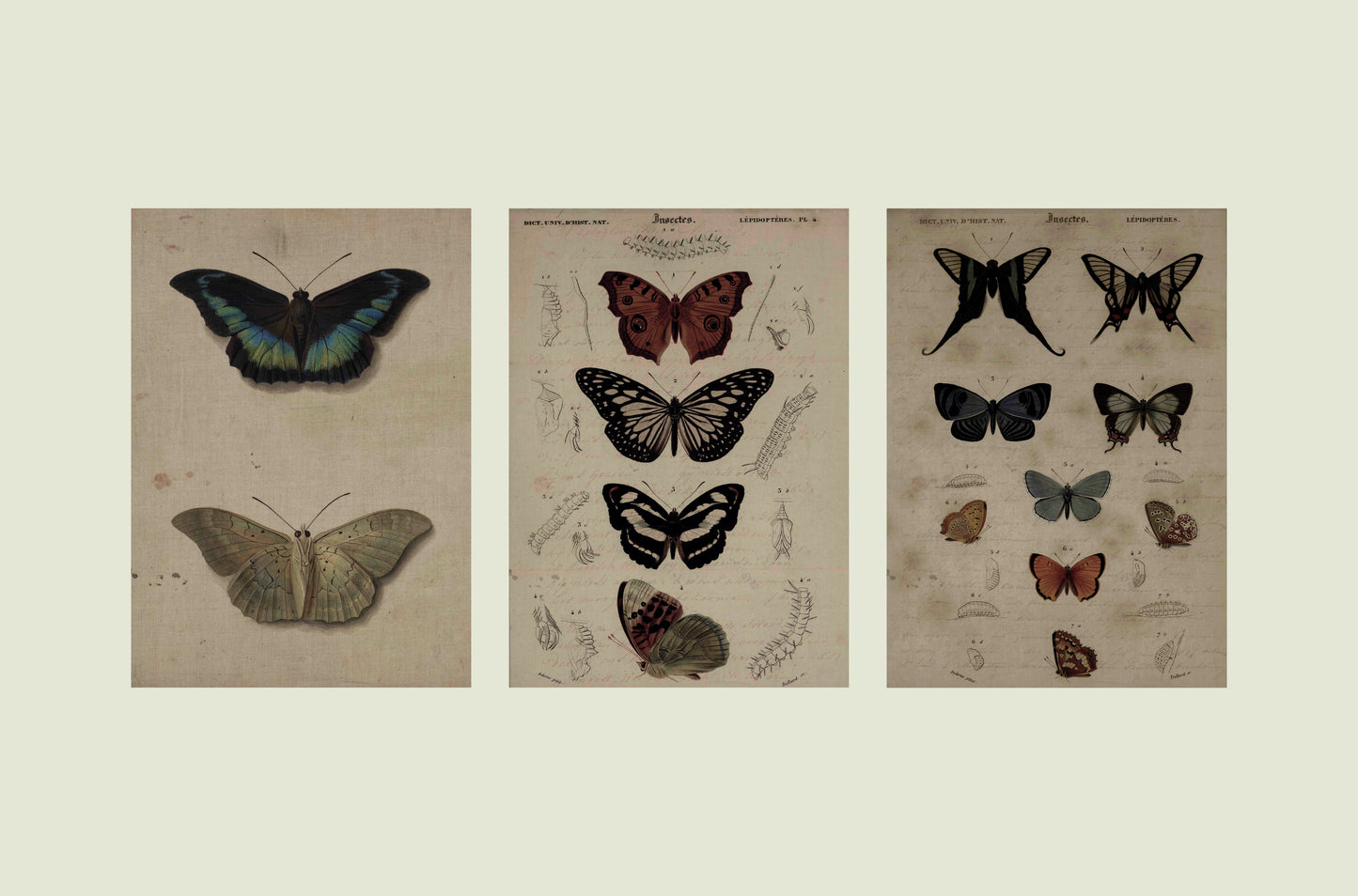 Gothic Butterfly Collection – Set of 3 Vintage Illustrations