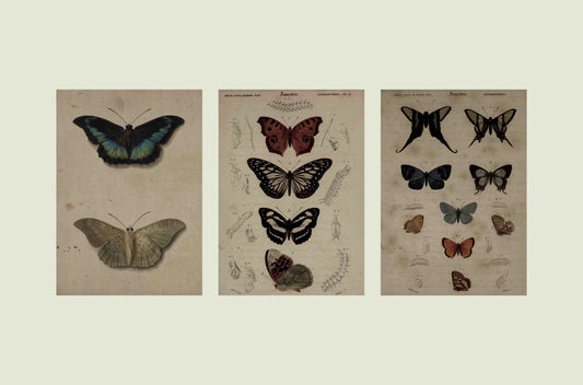 Gothic Butterfly Collection – Set of 3 Vintage Illustrations