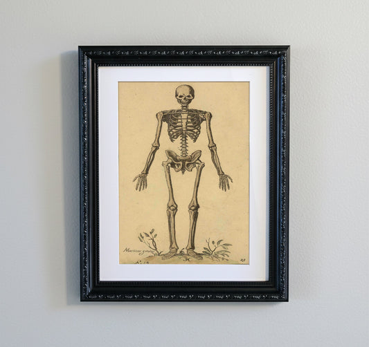 The Alchemist: Vintage Skeleton Study in Ornate Black Frame