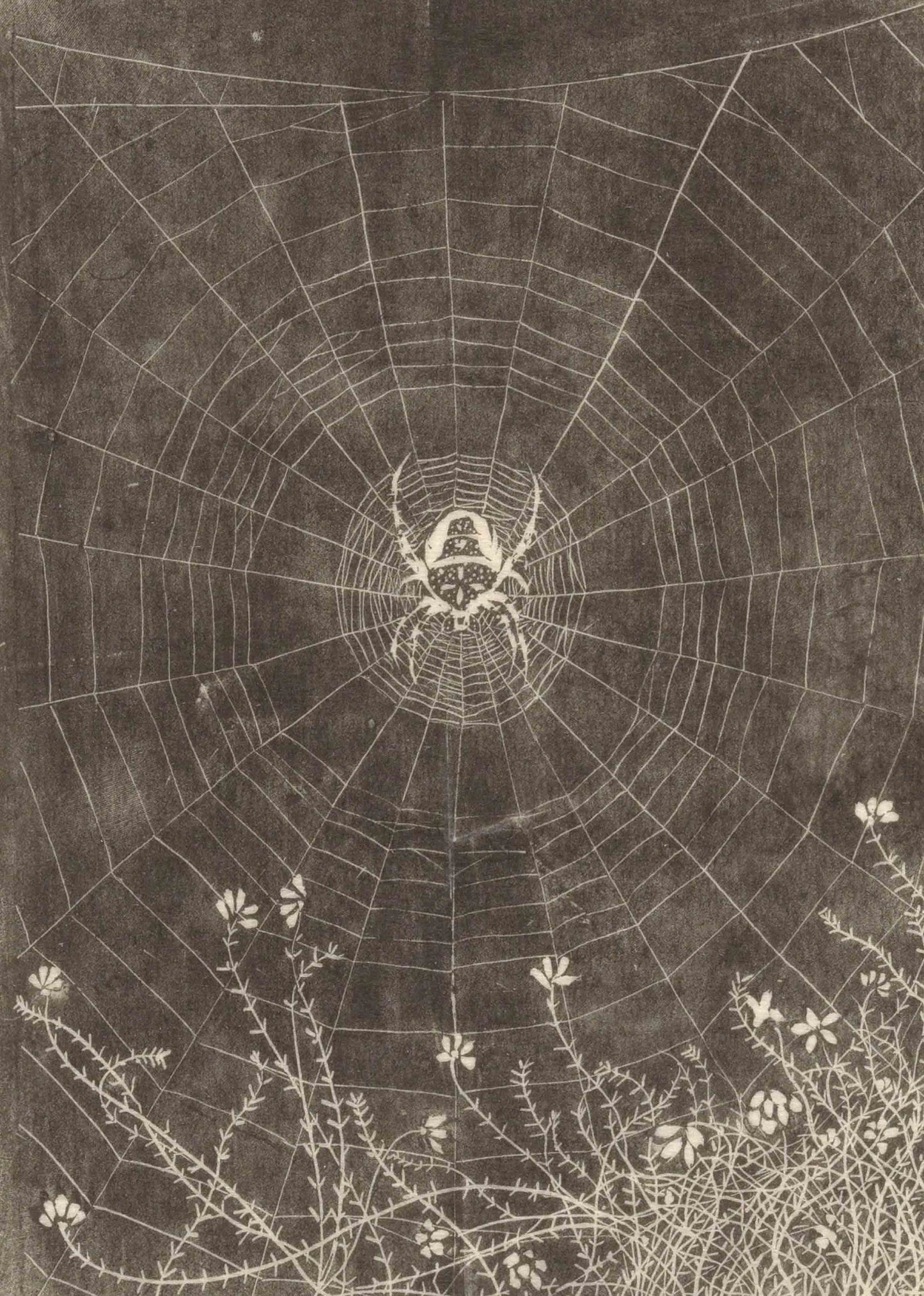The Spider's Web – Intricate Nature Study