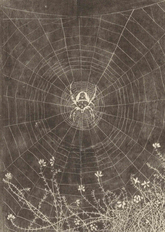 The Spider's Web – Intricate Nature Study